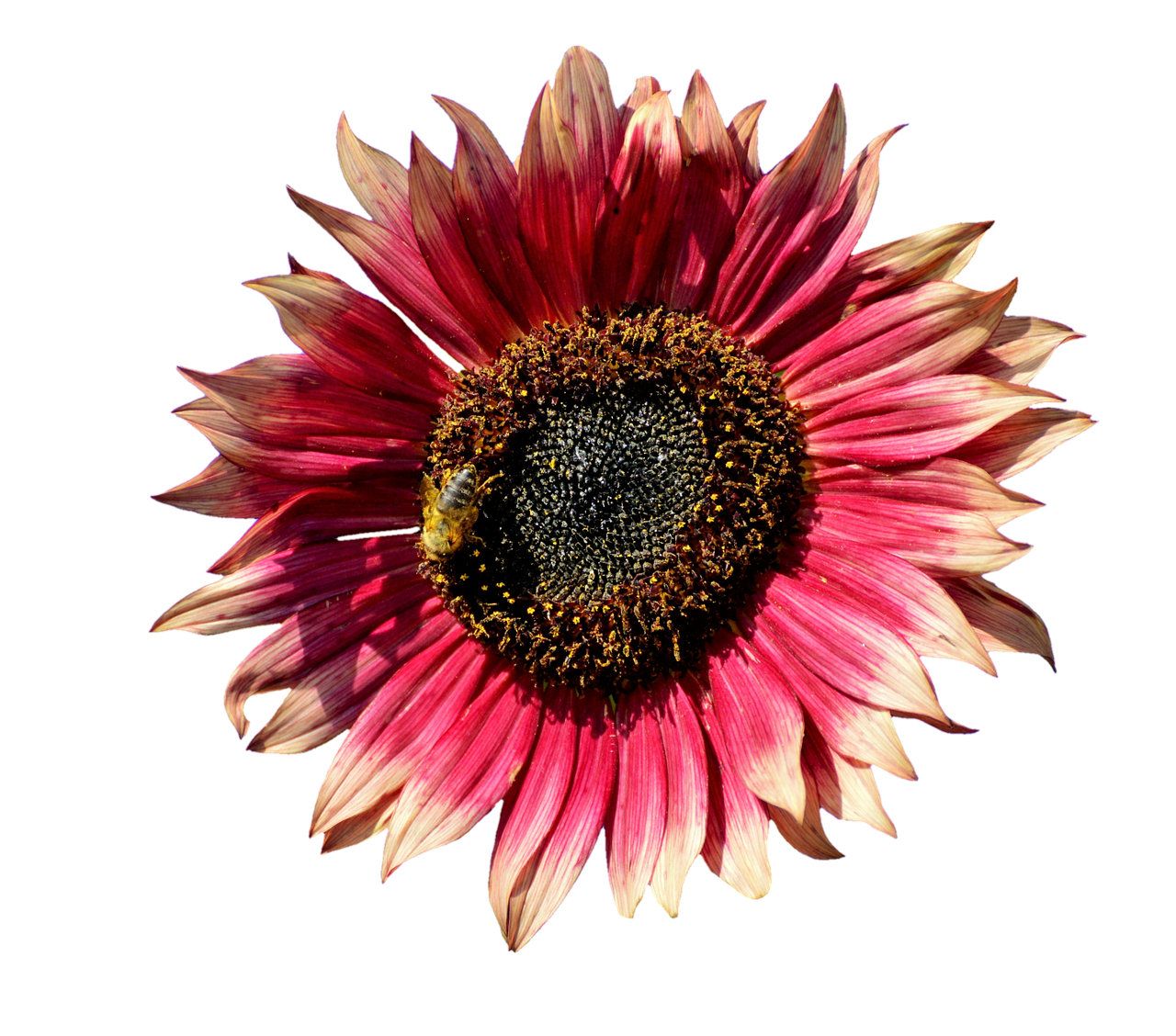 Vibrant Pink Sunflowerwith Bee