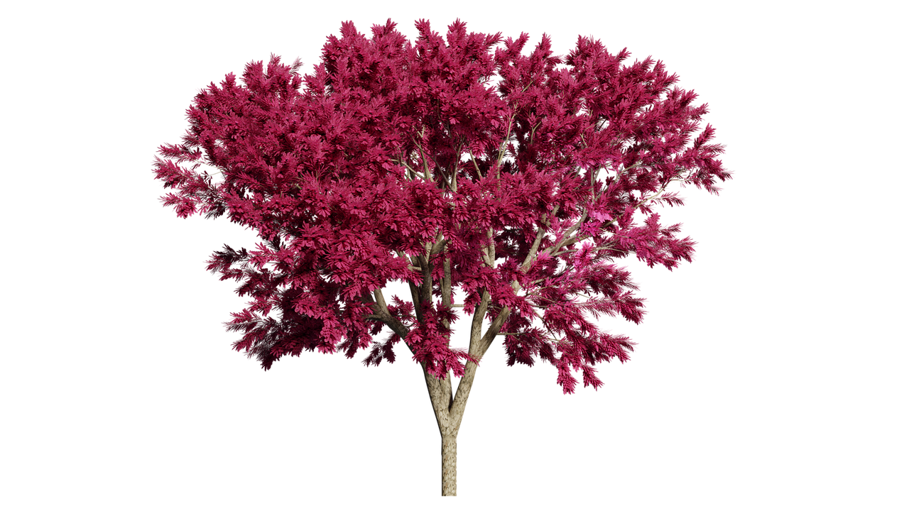 Vibrant Pink Tree Black Background