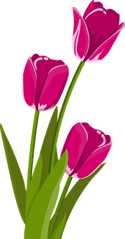 Vibrant_ Pink_ Tulips_ Vector