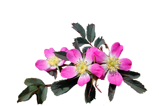 Vibrant Pink Wild Roseon Black Background