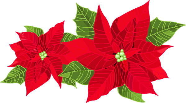 Vibrant Poinsettias Illustration