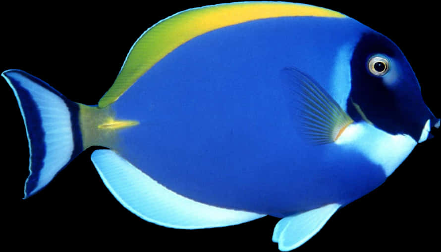 Vibrant Powder Blue Tang Fish