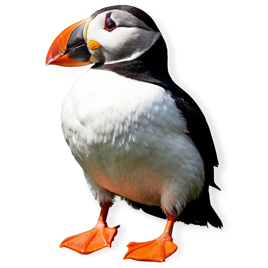 Vibrant Puffin Picture Png Pwv2