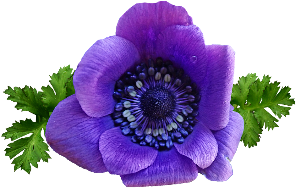 Vibrant_ Purple_ Anemone_ Flower.png