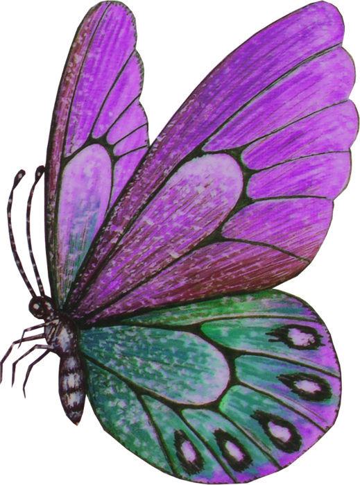 Vibrant Purple Butterfly Illustration