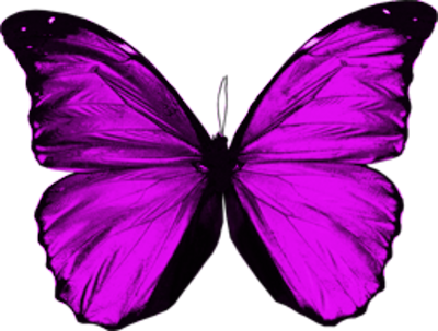 Vibrant Purple Butterfly