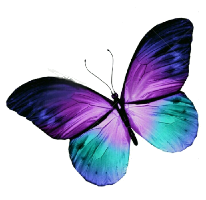 Vibrant Purple Butterfly