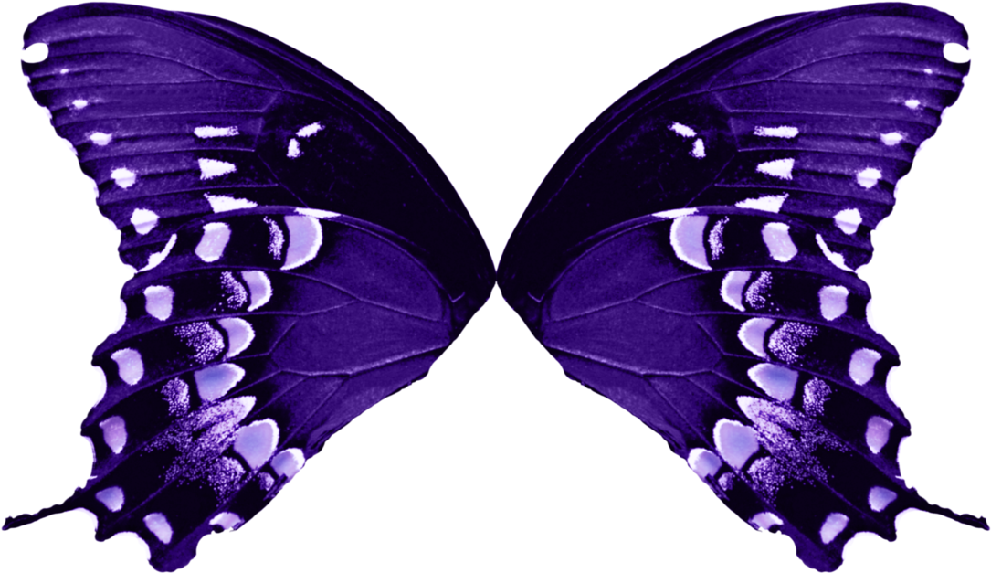 Vibrant_ Purple_ Butterfly_ Wings