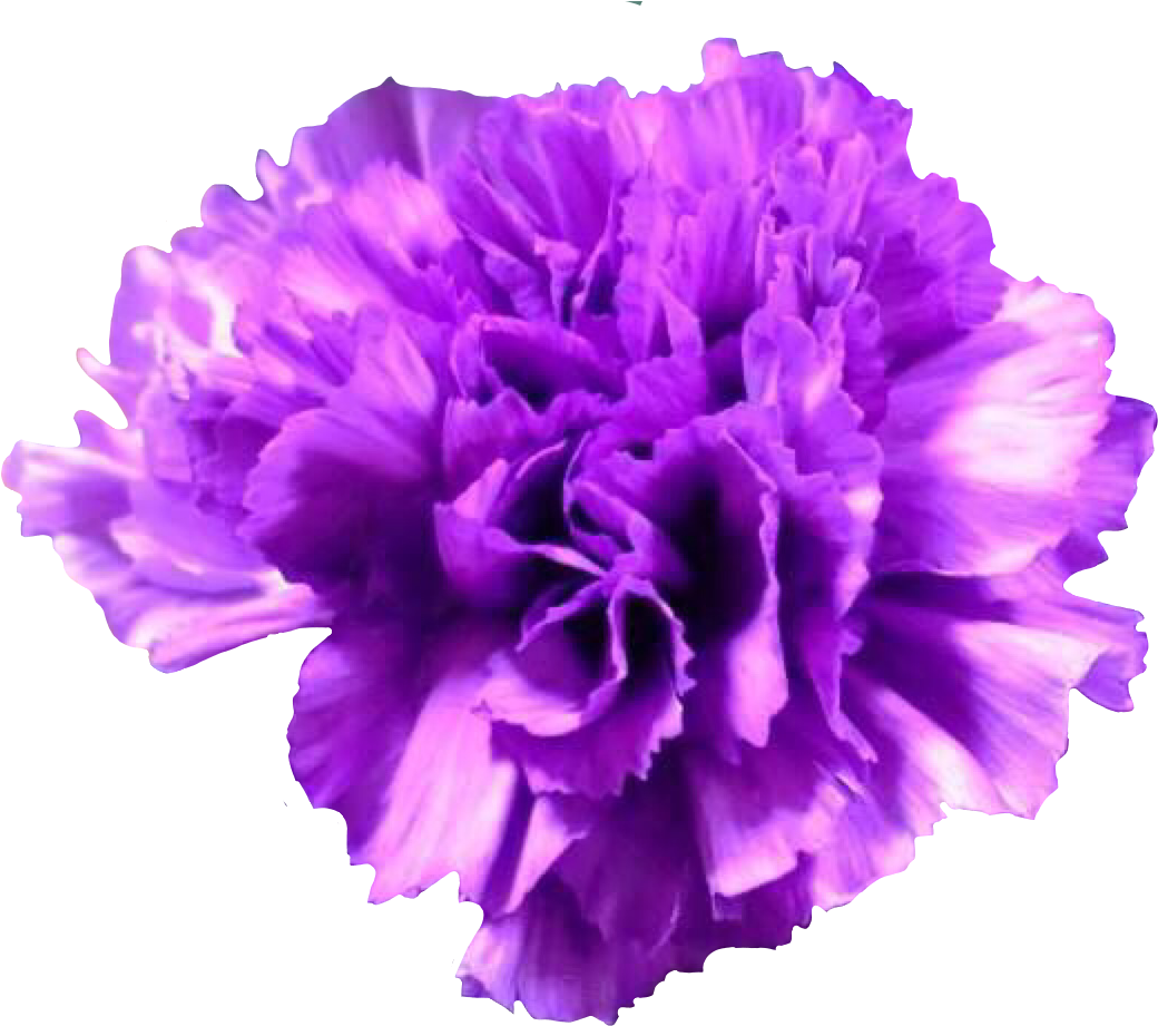 Vibrant Purple Carnation Flower