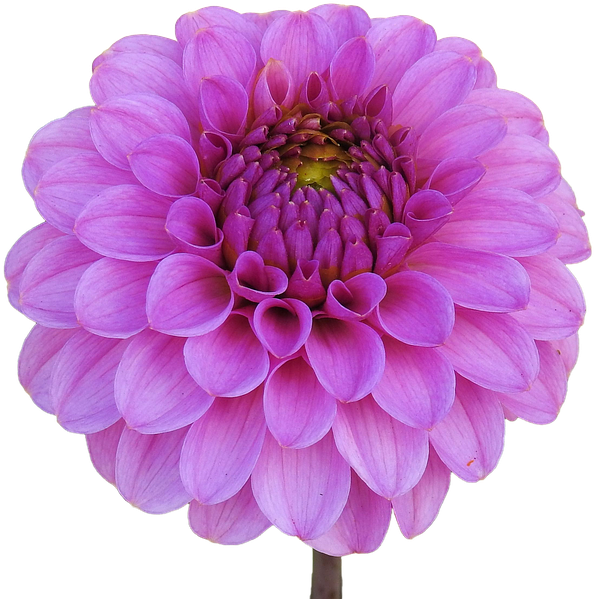 Vibrant Purple Dahlia Flower.png