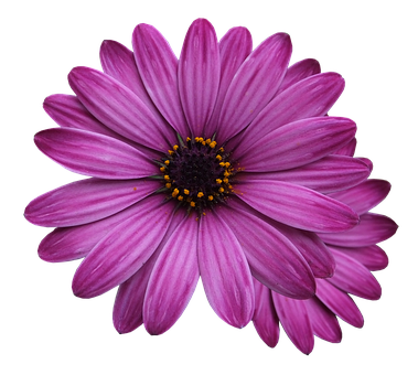 Vibrant_ Purple_ Daisy_ Black_ Background.jpg