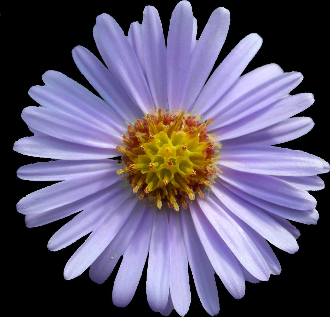 Vibrant Purple Daisy Black Background