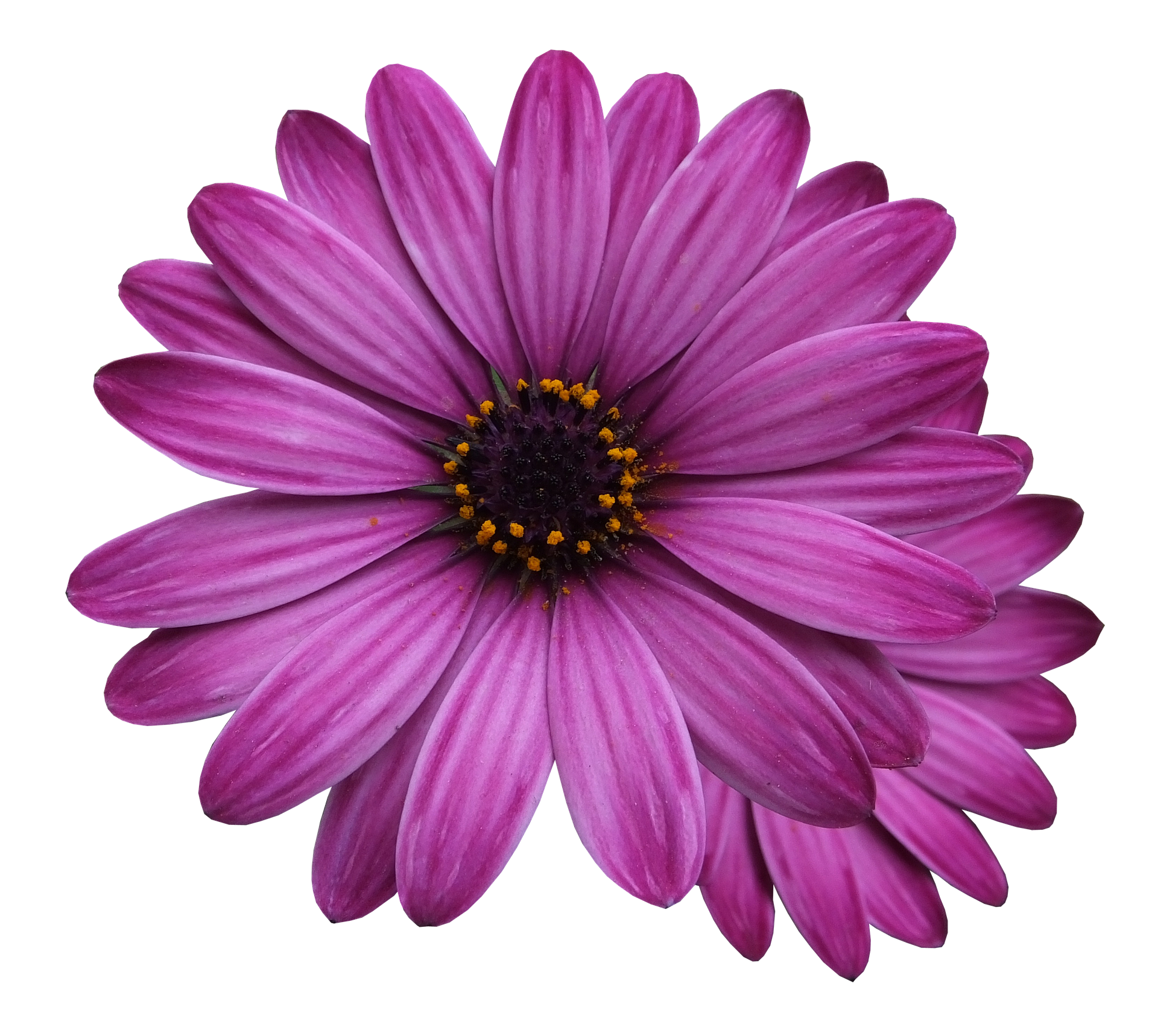 Vibrant Purple Daisy Black Background