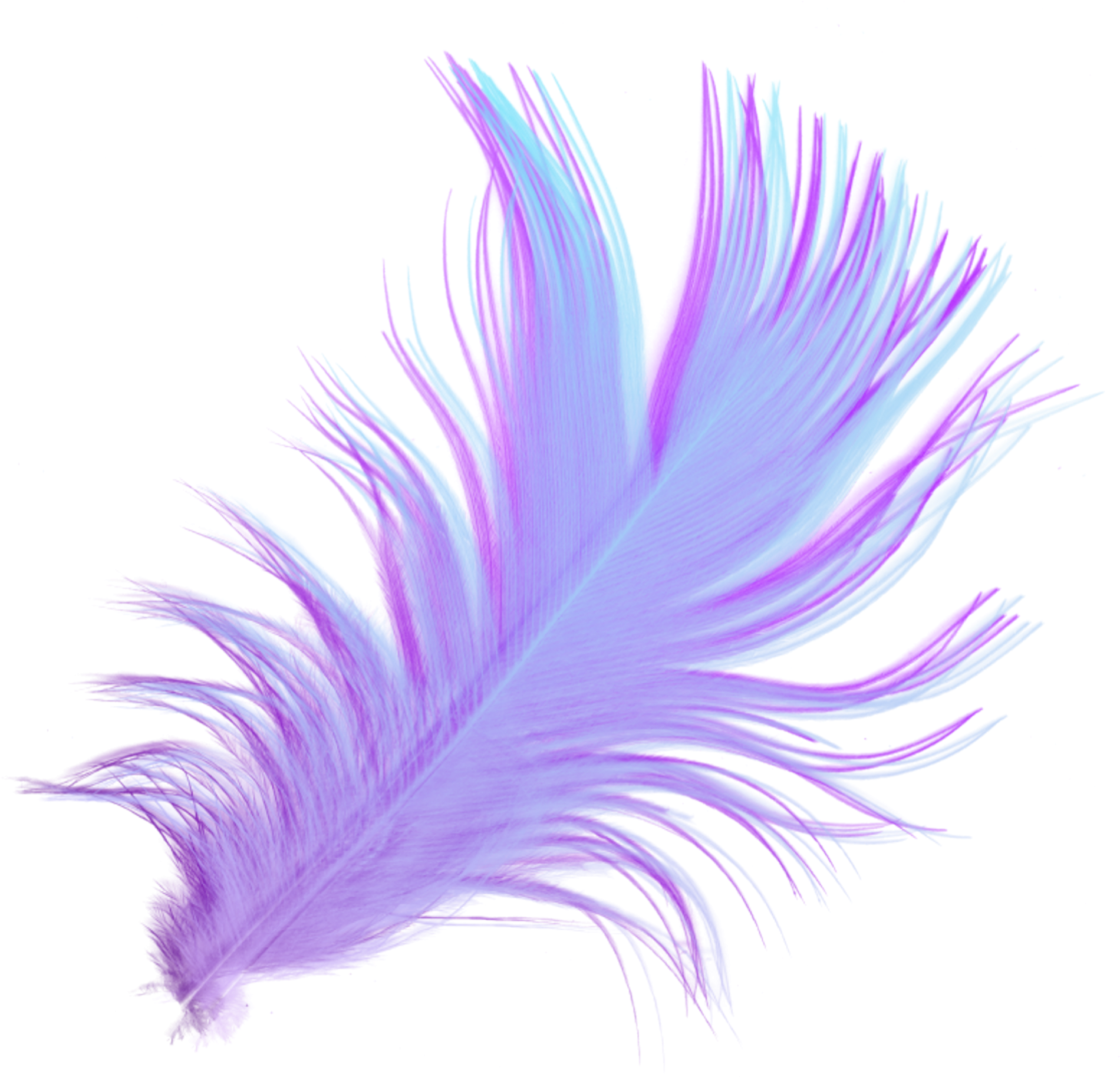 Vibrant Purple Feather Art