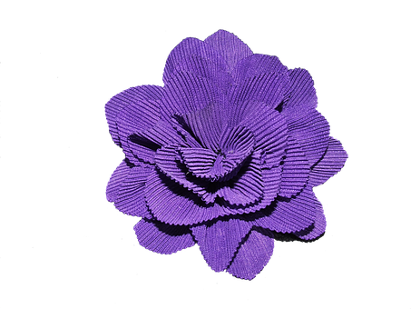 Vibrant Purple Flower Black Background