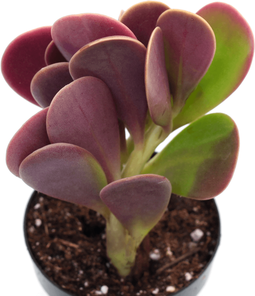 Vibrant_ Purple_ Green_ Succulent_in_ Pot