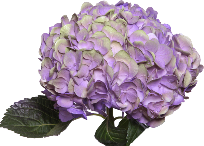 Vibrant Purple Hydrangea Flower