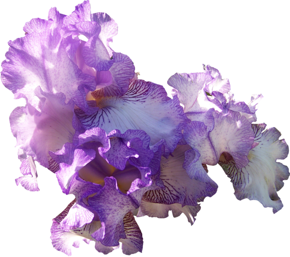 Vibrant_ Purple_ Iris_ Blooms