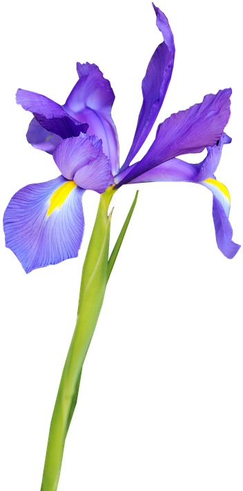 Vibrant Purple Iris Flower