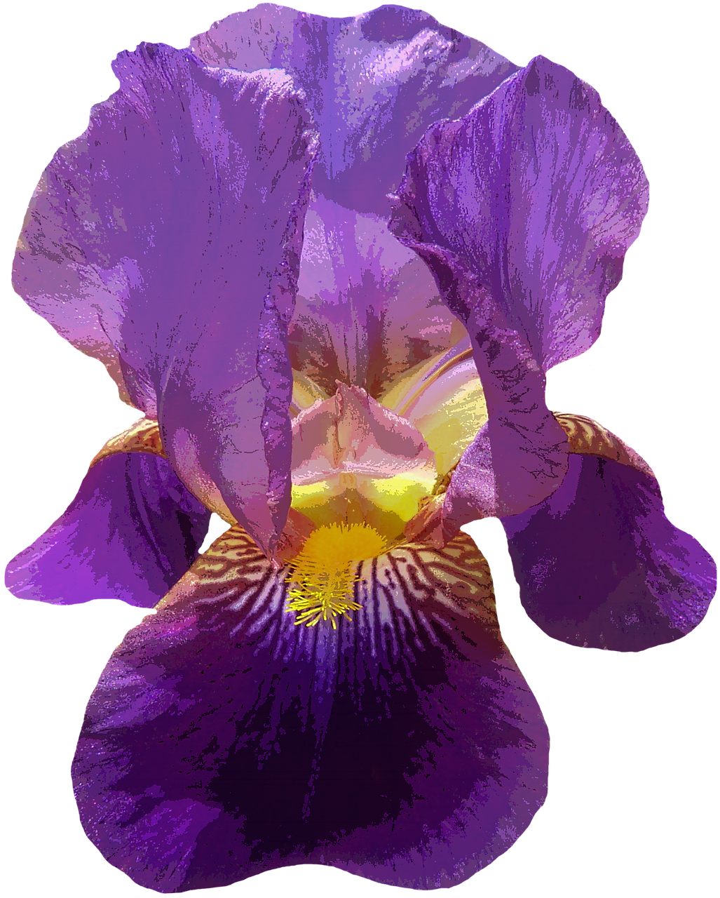 Vibrant Purple Iris Flower.png