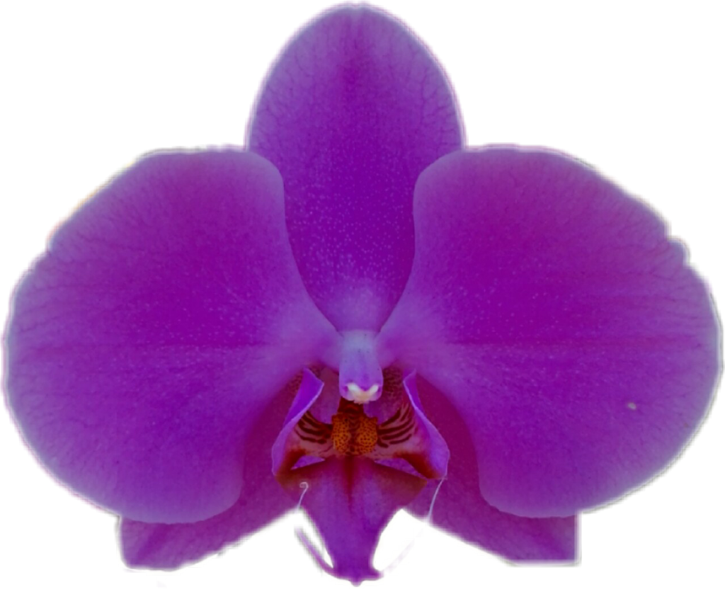 Vibrant Purple Orchid Bloom