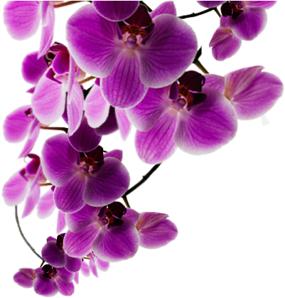 Vibrant_ Purple_ Orchids