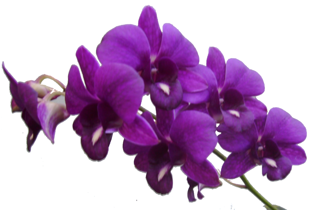 Vibrant Purple Orchids