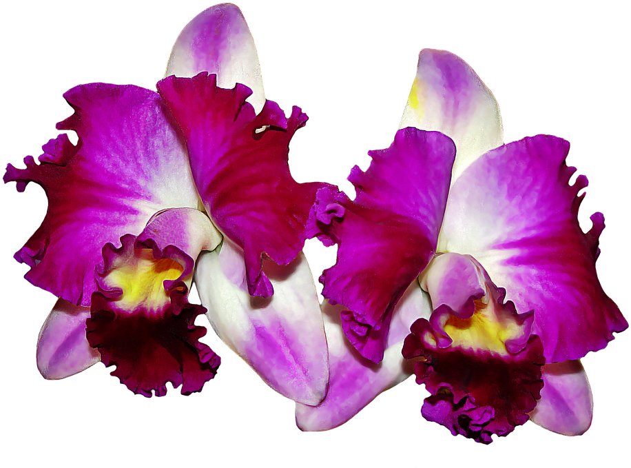 Vibrant_ Purple_ Orchids.png