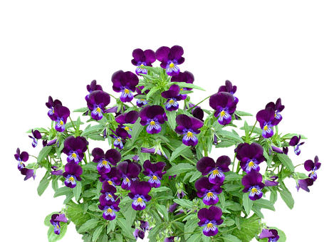 Vibrant Purple Pansies Black Background