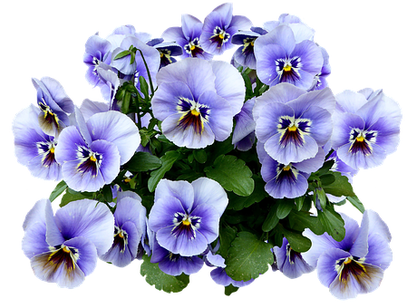 Vibrant Purple Pansies