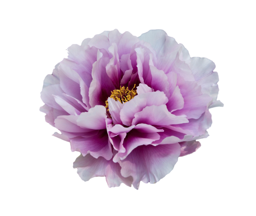 Vibrant Purple Peony Flower