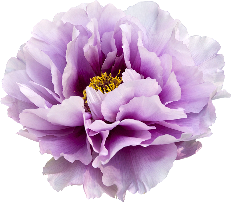 Vibrant Purple Peony Flower