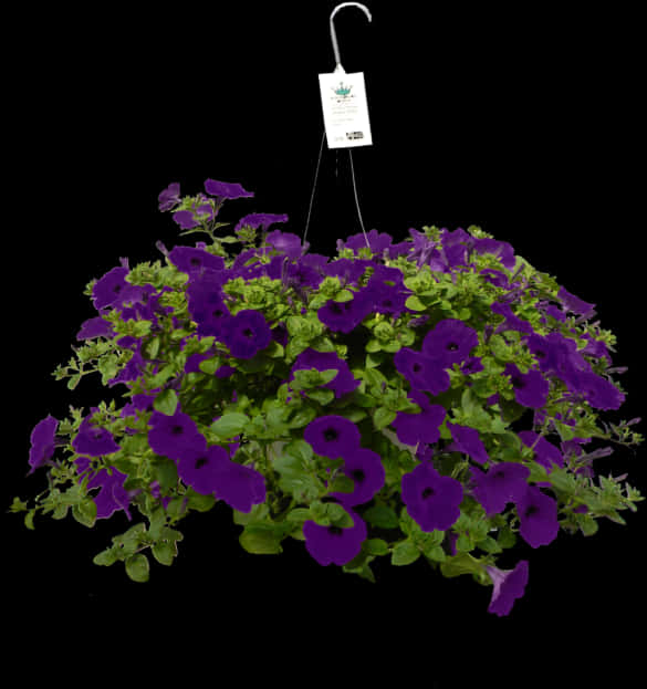 Vibrant Purple Petunia Hanging Basket