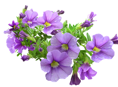 Vibrant Purple Petunias Black Background