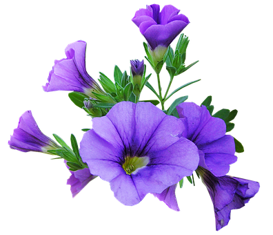 Vibrant Purple Petunias Black Background