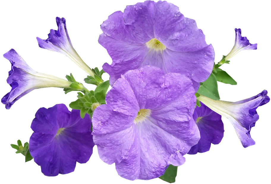 Vibrant_ Purple_ Petunias.png