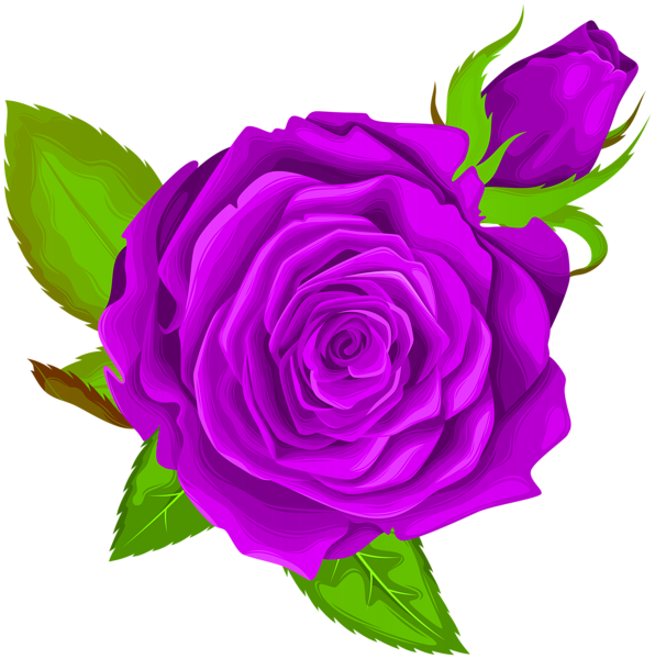 Vibrant Purple Rose Illustration