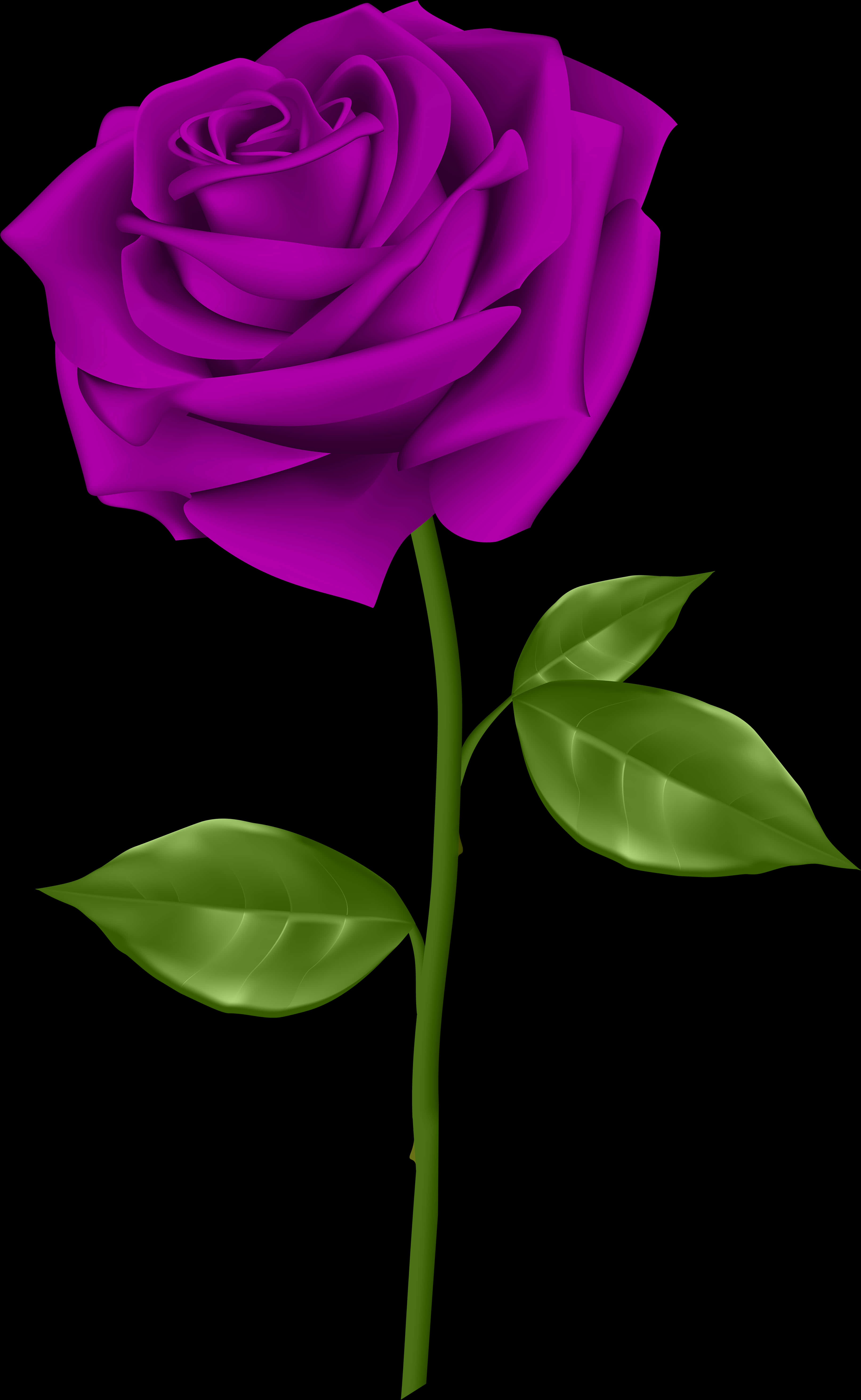 Vibrant Purple Roseon Black Background