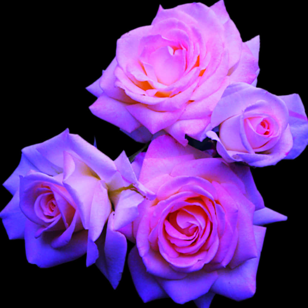 Vibrant Purple Roses Black Background