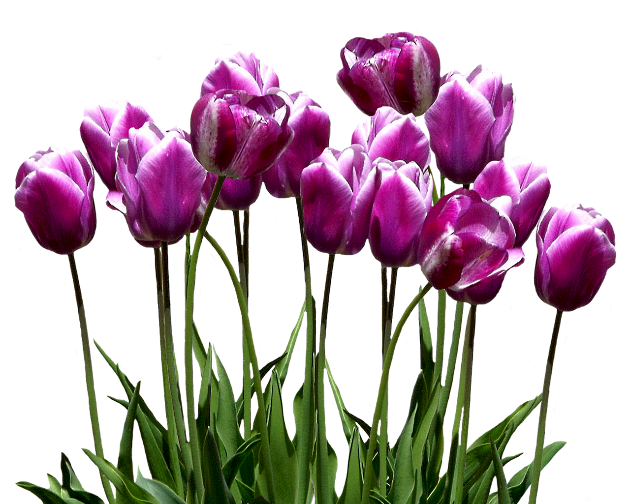 Vibrant_ Purple_ Tulips_ Against_ Black_ Background.jpg