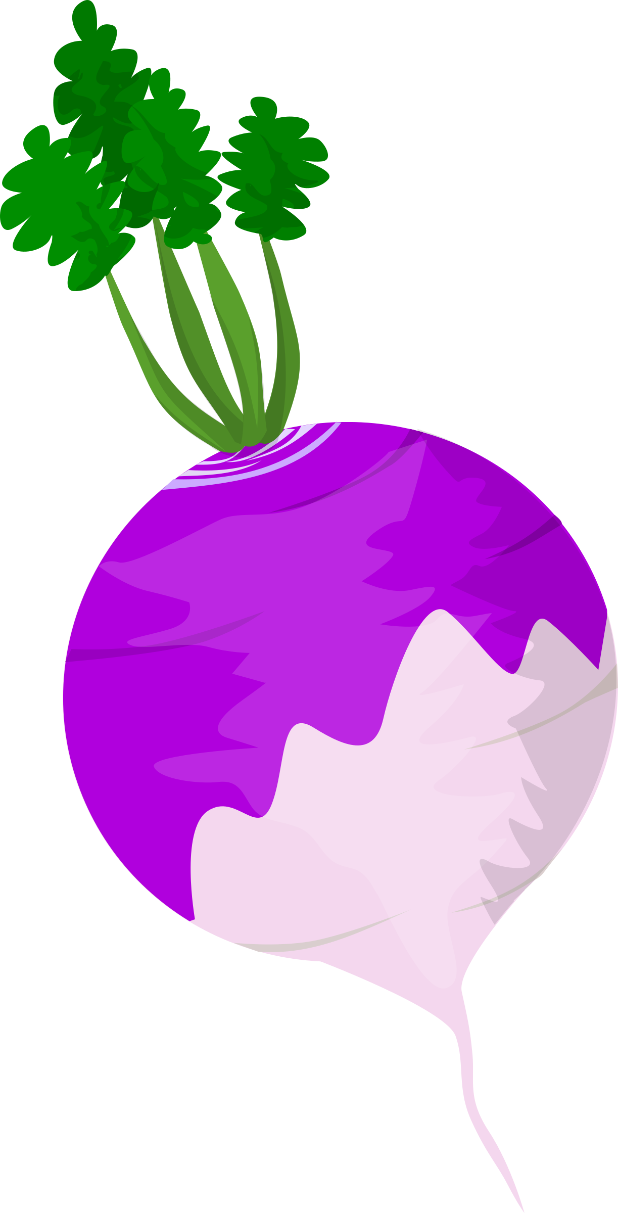 Vibrant Purple Turnip Vector