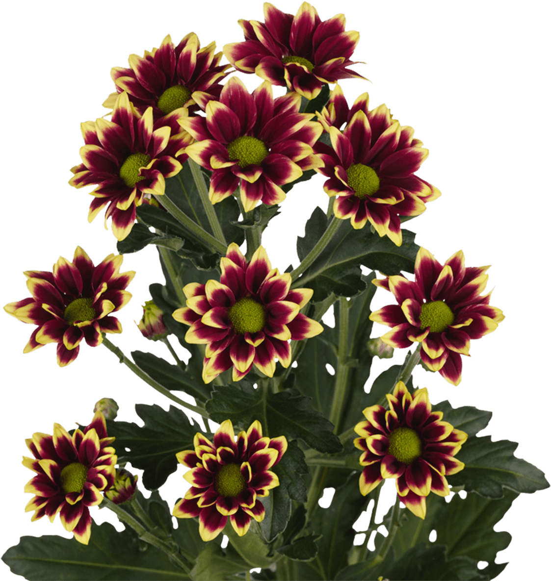 Vibrant_ Red_and_ Yellow_ Chrisyanthemums.png