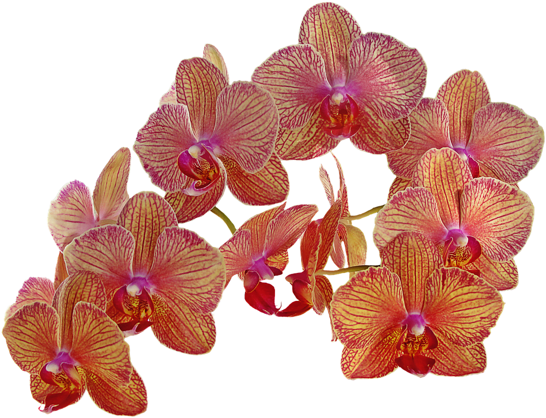 Vibrant_ Red_and_ Yellow_ Orchids