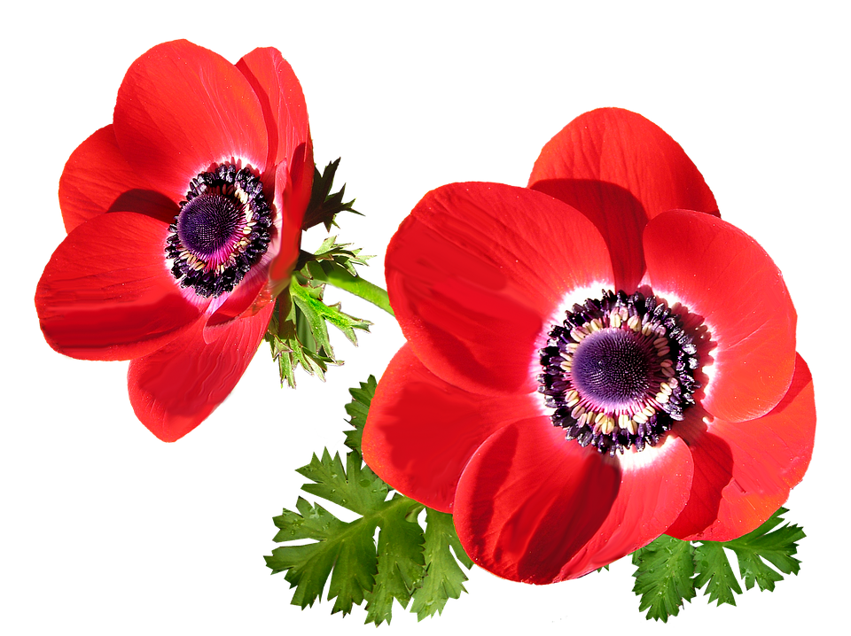 Vibrant Red Anemone Flowers