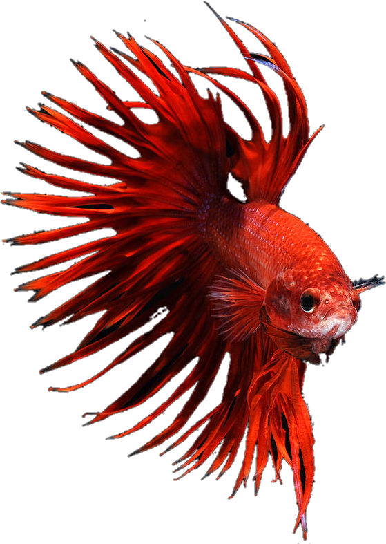 Vibrant Red Betta Fish