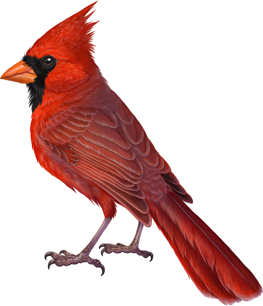 Vibrant Red Cardinal Bird