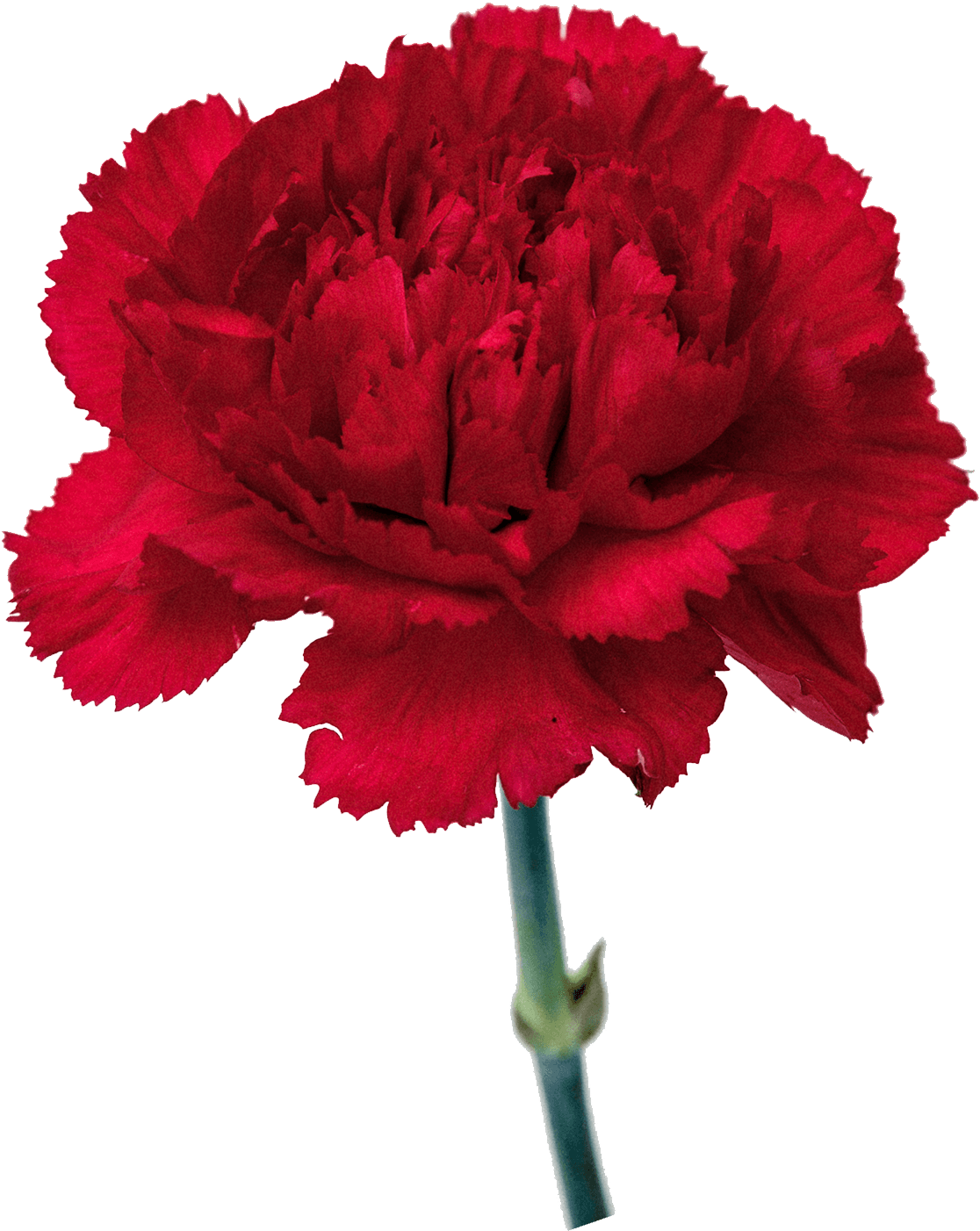 Vibrant Red Carnation Flower