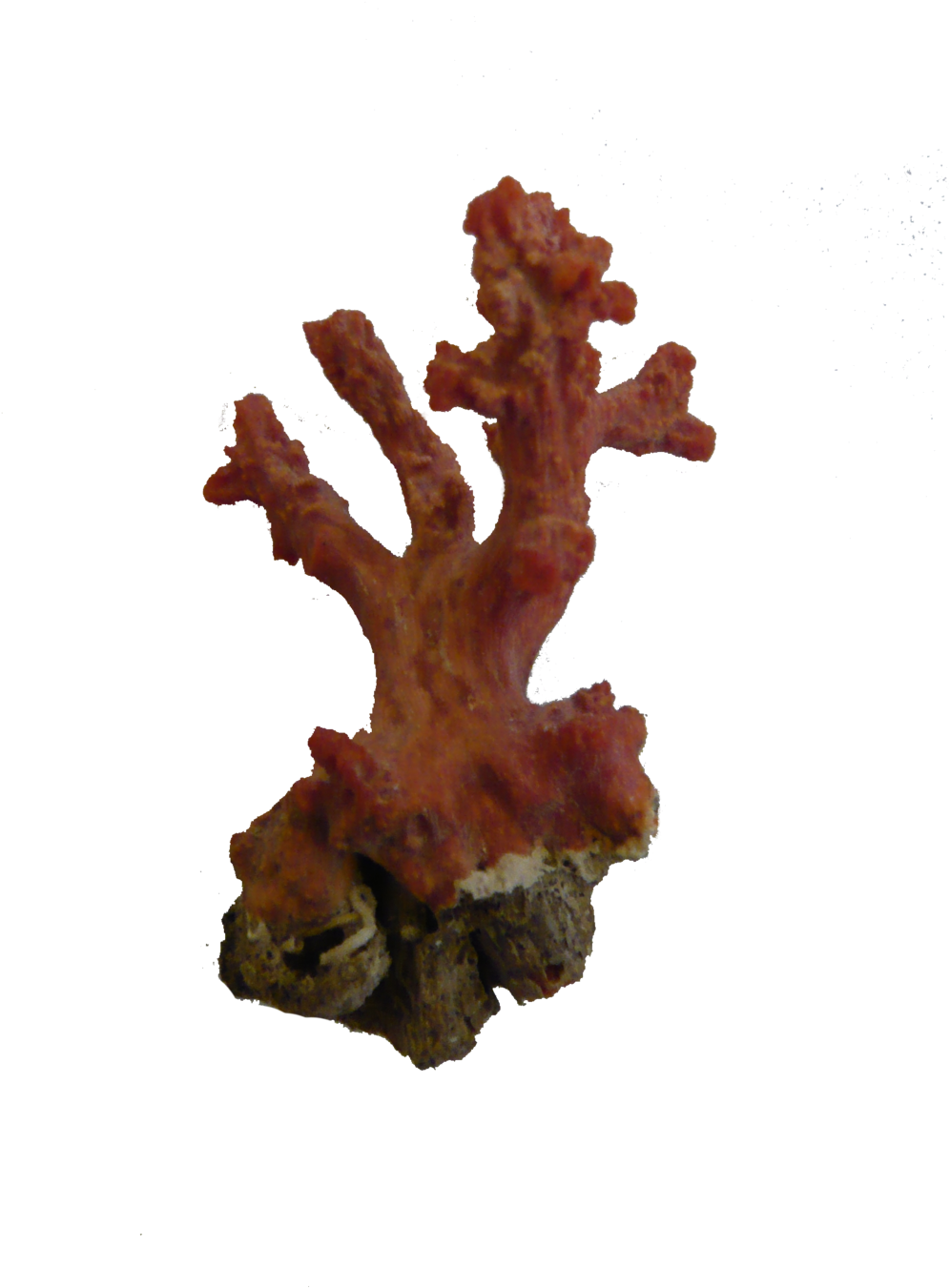 Vibrant Red Coral Specimen