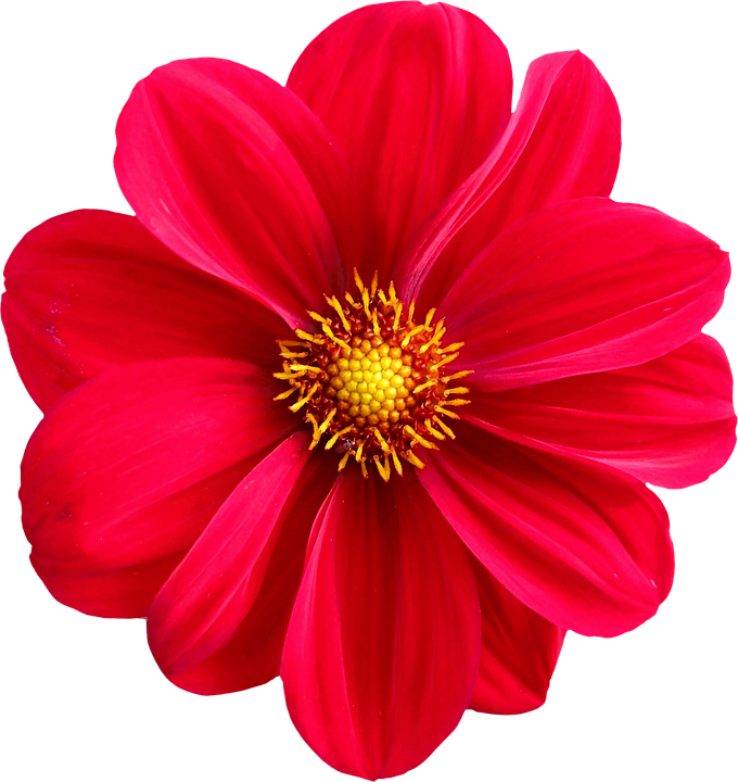 Vibrant Red Dahlia Flower