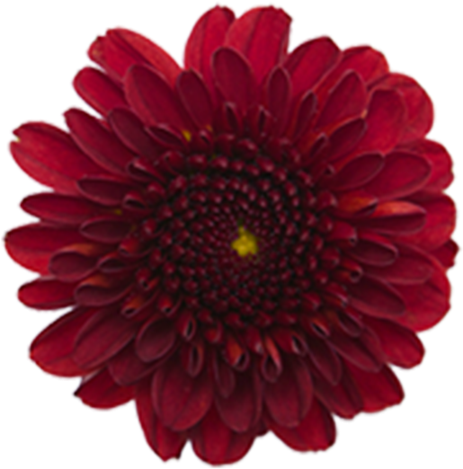 Vibrant Red Dahlia Flower